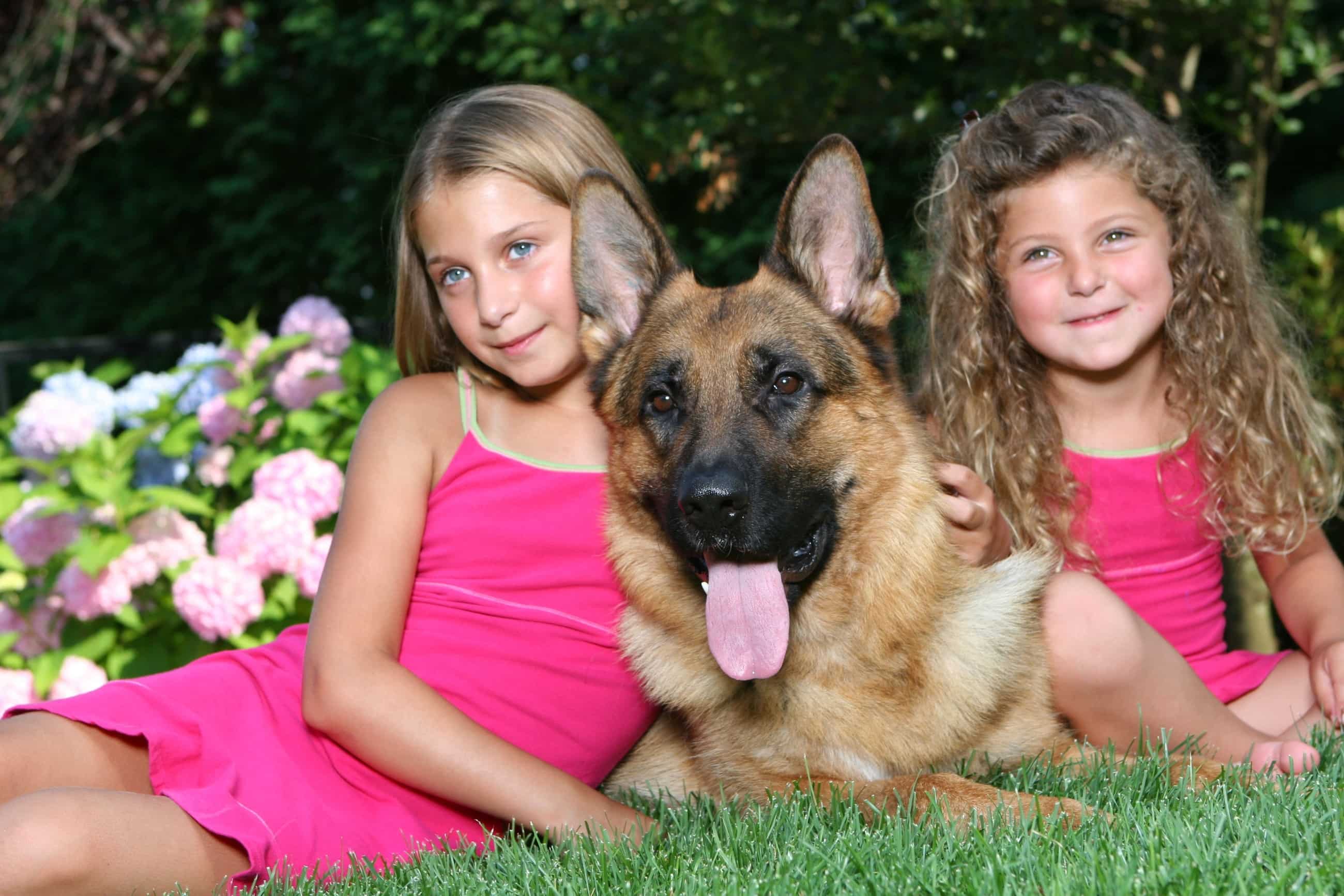 Personal Security Dogs Trained Protection Guard Dogs for Sale CPI